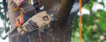 How Our Tree Care Process Works  in  Willow Street, PA