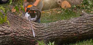 Best Fruit Tree Pruning  in Willow Street, PA