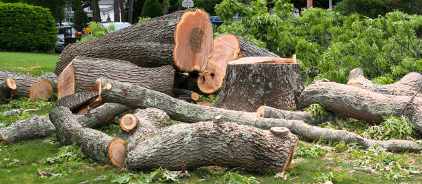 Best Palm Tree Trimming  in Willow Street, PA