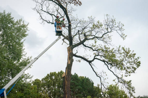 Best Root Management and Removal  in Willow Street, PA