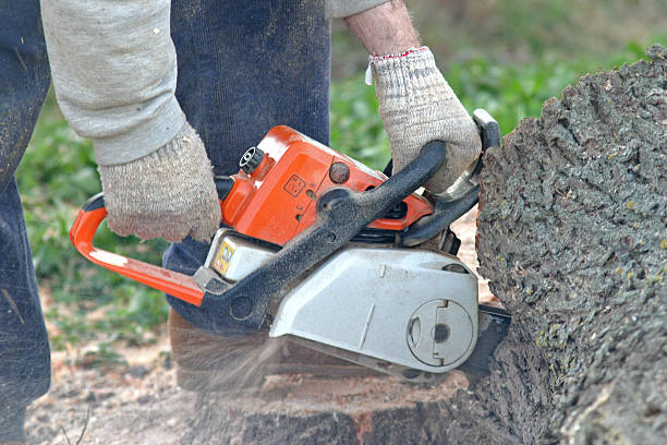 Best Tree Disease Treatment  in Willow Street, PA