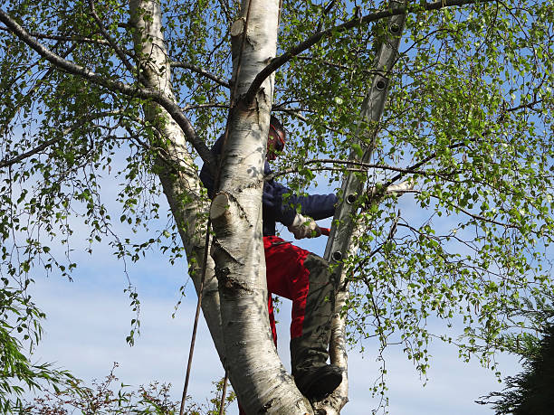 Best Tree Risk Assessment  in Willow Street, PA