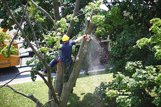  Willow Street, PA Tree Services Pros